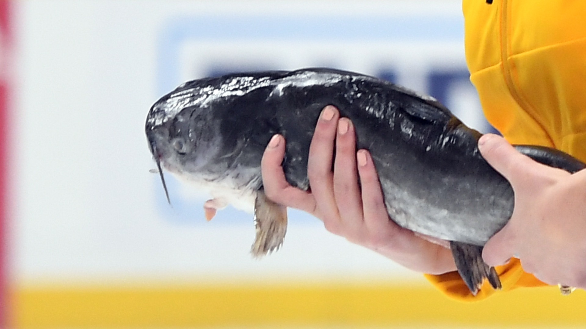 Boston Bruins-Nashville Predators